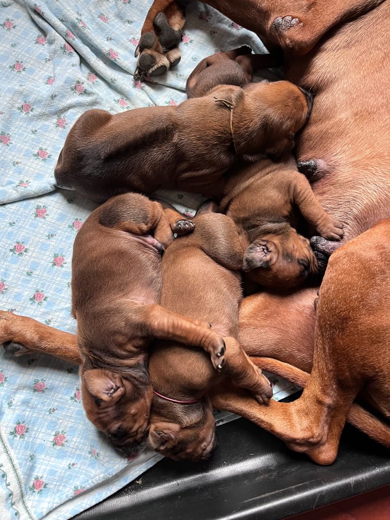 Chiot Rhodesian Ridgeback Desgeguis