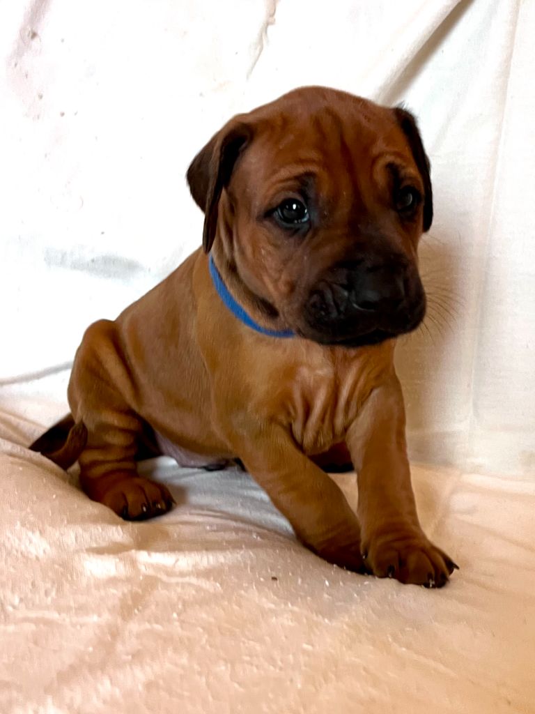 Desgeguis - Chiots disponibles - Rhodesian Ridgeback