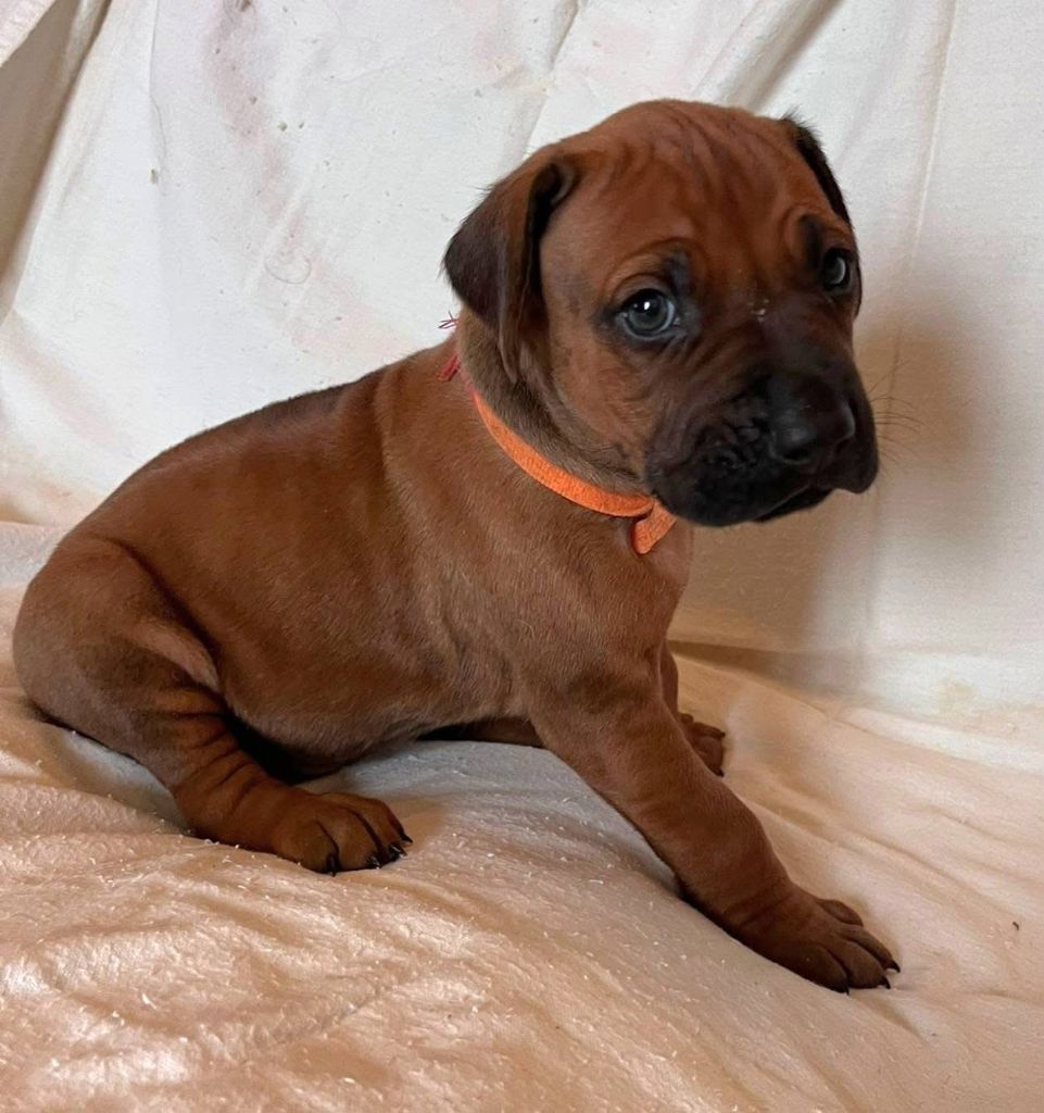 Desgeguis - Chiots disponibles - Rhodesian Ridgeback